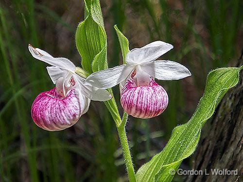 Pair Of Slippers_DSCF04847.jpg - Showy Lady's Slipper Orchids photographed near Lanark, Ontario, Canada.